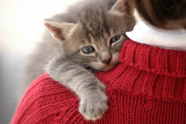 Ученые объяснили, чем опасны объятия с котами