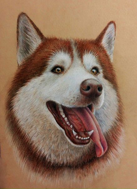 #хаски #цветные_карандаши #пастель #Ульяна_Кутинова