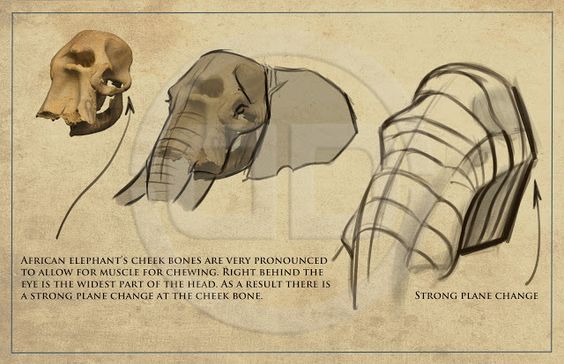 Рисуем слона.