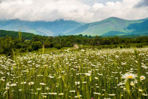 Ромашковое поле. Байдарская долина.