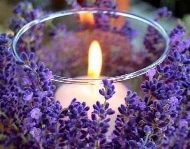 Лавандовые поля